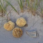 HCS-101103-Cocoon-Honeycomb-natursvamp-fra-Middelhavet-WEB-1.jpg