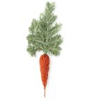 diy-cathy-the-carrot.jpg